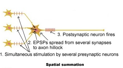 spatial summation