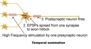 temporal summation